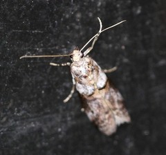 Conobathra hemichlaena