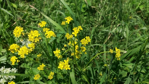 roripovník východný (Bunias orientalis)