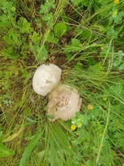 Amanita mairei