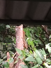 Callosciurus notatus