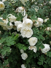 Rosa spinosissima