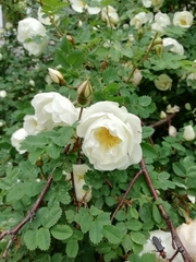Rosa spinosissima