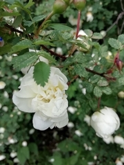 Rosa spinosissima