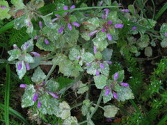 Neoerysiphe galeopsidis