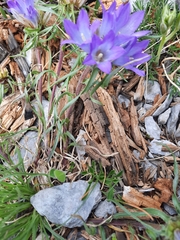 Edraianthus