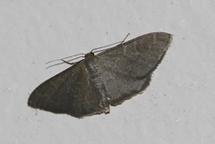 Idaea coercita