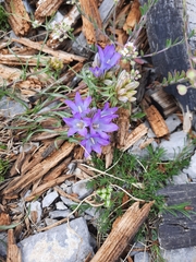 Edraianthus