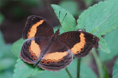 Junonia elgiva