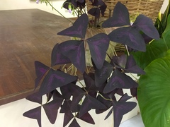 Oxalis triangularis