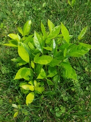 Nyssa sylvatica