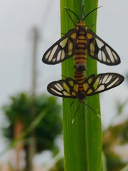 Amata huebneri