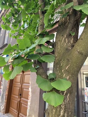 Ginkgo