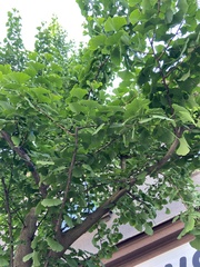 Ginkgo