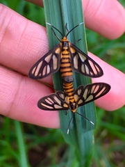 Amata huebneri