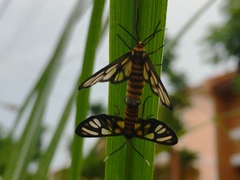 Amata huebneri