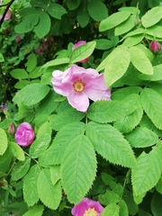 Rosa majalis