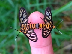Amata huebneri