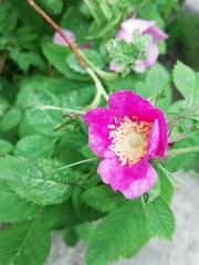 Rosa majalis