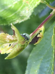 Phyllobius roboretanus