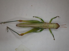 Bermius