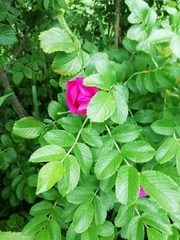 Rosa rugosa