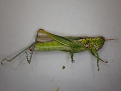 Bermius