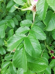 Rosa rugosa
