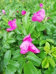 Rosa rugosa