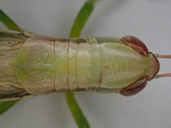 Bermius