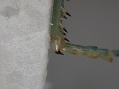 Bermius