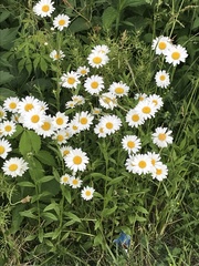 Leucanthemum vulgare