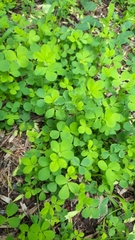 Medicago lupulina