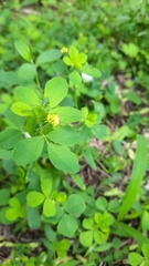 Medicago lupulina