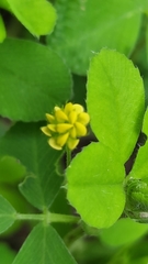 Medicago lupulina