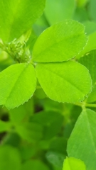 Medicago lupulina
