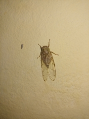 Proarna hilaris