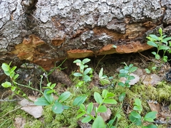 Phellinus abietis