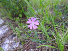 Silene colorata