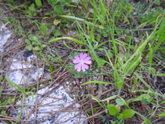 Silene colorata