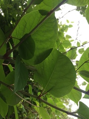 Reynoutria japonica