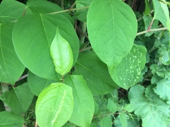 Reynoutria japonica