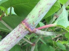Reynoutria japonica