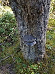 Phellinus populicola
