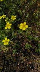 Potentilla argentea