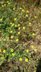Potentilla argentea