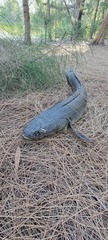 Channa aurolineata