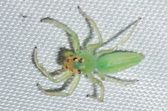 Salticidae