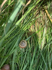 Helicella itala