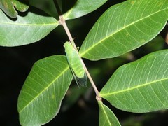 Chlorocysta vitripennis