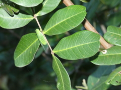 Chlorocysta vitripennis